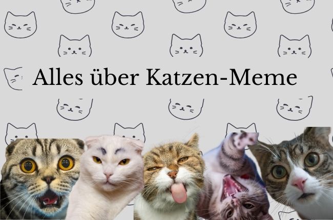 Wie man Katzen-Meme-Video und -Foto erstellt [Aktualisiert 2024]